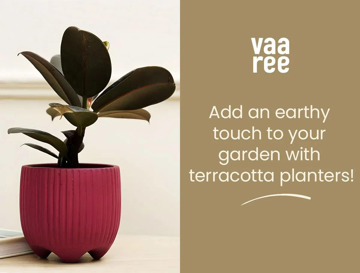 Read How to Choose Terracotta Planters for A Terrace Garden at Vaaree