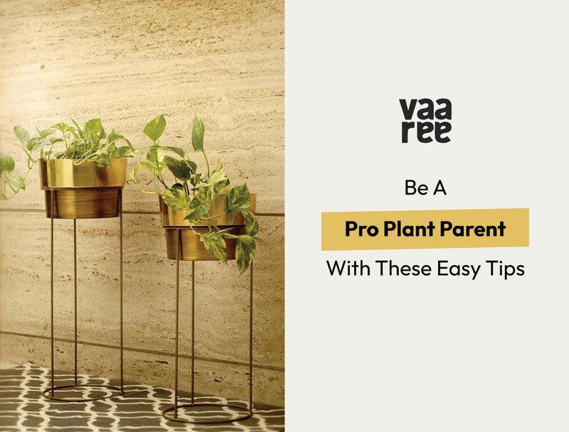 Read Gardening Tips & Tricks For Beginners at Vaaree