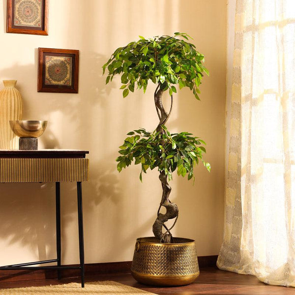 Buy Faux Realistic Ficus Bonsai With Pot - 4.9 Feet Artificial Plants from Vaaree