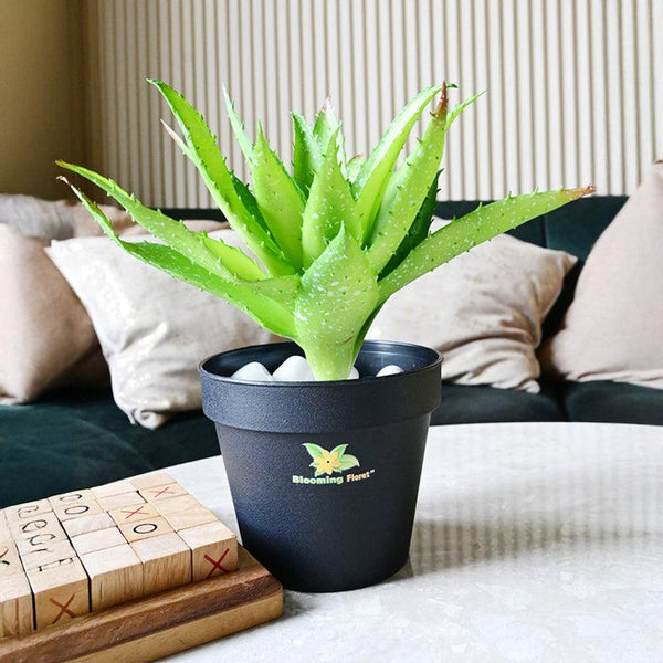 Buy Alvera Artificial Aloe Vera Plant With Pot - Green Artificial Plants from Vaaree