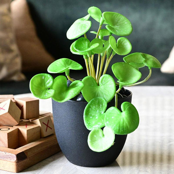 Buy Pennelle Artificial Leaf Pennywort With Basic Pot - Light Green Artificial Plants from Vaaree