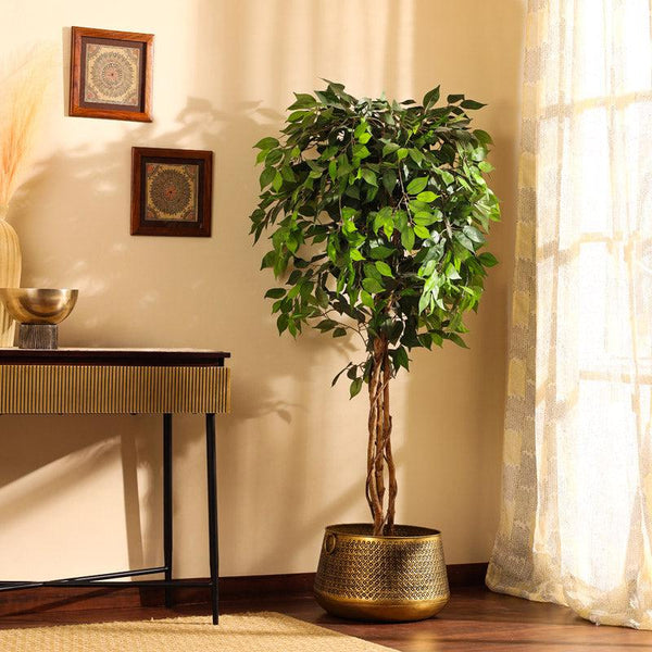 Buy Faux Realistic Ficus Plant With Pot - 5.9 Feet Artificial Plants from Vaaree