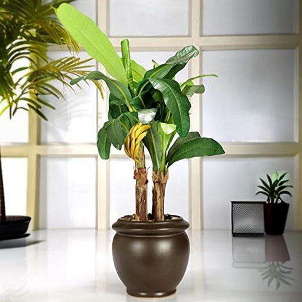 Buy Faux Banana Bonsai In Ceramic Pot (16 cms) - Big Artificial Plants from Vaaree