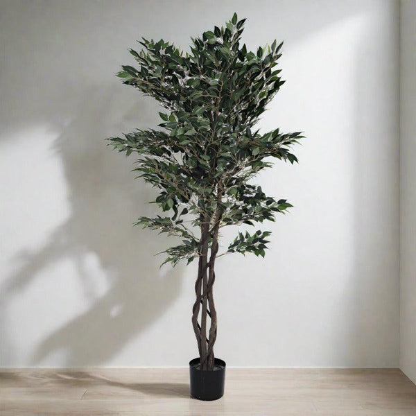 Buy Faux Cape Ficus Plant With Pot - 5.25 ft Artificial Plants from Vaaree