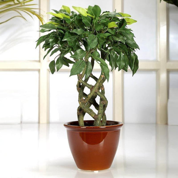 Buy Faux Creeper Ficus Bonsai (41 cms) - Green Artificial Plants from Vaaree