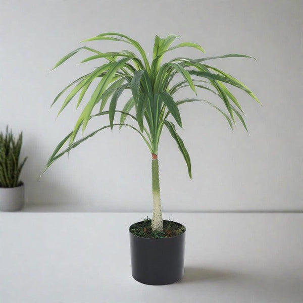 Buy Faux Dragon Tree Plant With Pot - 2.62 ft Artificial Plants from Vaaree