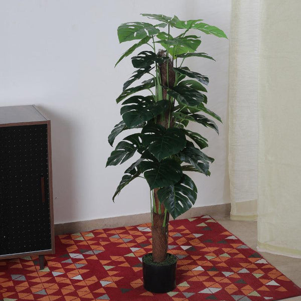 Buy Faux Pola Monstera Plant With Pot - 2.95 ft Artificial Plants from Vaaree