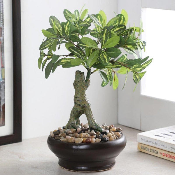 Buy Faux Schefflera Bonsai In Bubble Pot - 32 cms Artificial Plants from Vaaree