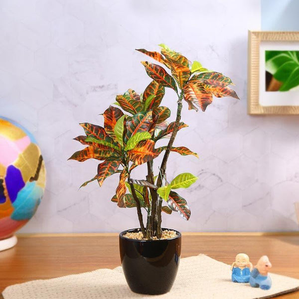 Buy Faux Tall Croton Bonsai In Ceramic Pot - 41 cms Artificial Plants from Vaaree