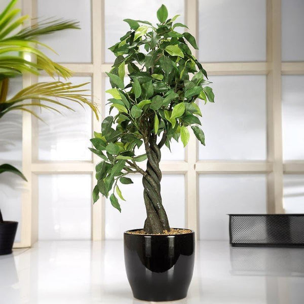 Buy Faux Tall Ficus Bonsai (55 cms) - Green Artificial Plants from Vaaree