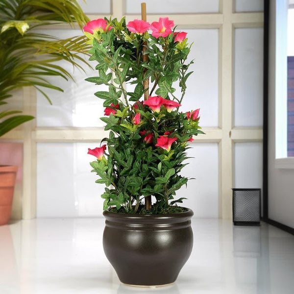 Buy Faux Tall Morning Glory Bonsai In Ceramic Pot (50 cms) - Pink Artificial Plants from Vaaree