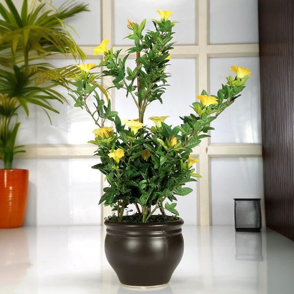 Buy Faux Tall Morning Glory Bonsai In Ceramic Pot (50 cms) - Yellow Artificial Plants from Vaaree