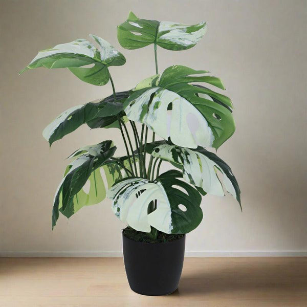 Buy Faux White Monstera Silk Plant With Pot - 55 cms Artificial Plants from Vaaree