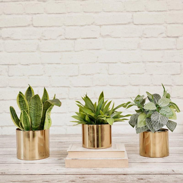 Buy Maude Metal Planter - Set Of Three Pots & Planters from Vaaree