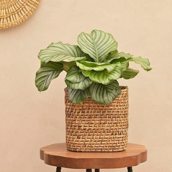 Buy Ugaoo Square Cane Planter (20 CM) - Brown Pots & Planters from Vaaree