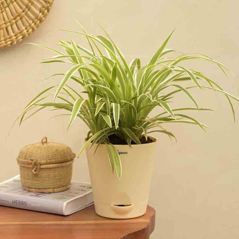 Buy Ugaoo Spider Plant - Medium Online in India | Vaaree